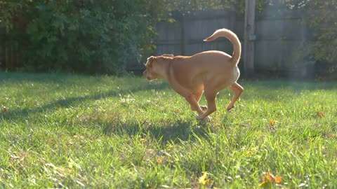 Dog running through backyard grass slow motion