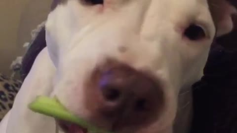 Brown white pit bull dog eats celery next to owner