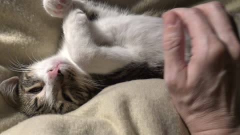 Cute Little Cat Purrs Sleeping Upside Down