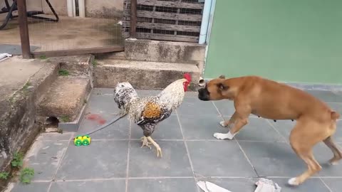 Who vs the best dog?