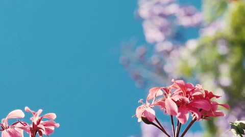 Small pink flowers