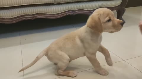 Puppy training video