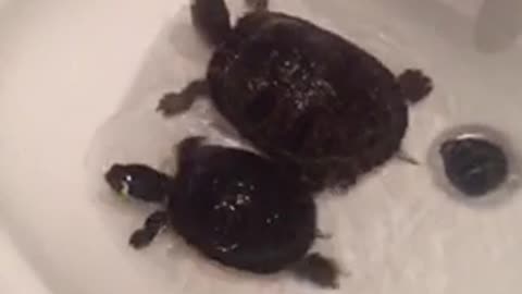 Little turtles