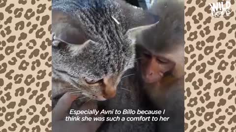 This Wild Baby Monkey is Obsessed With Her Cat