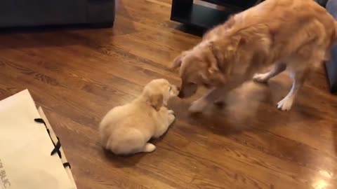 Golden Retriever meets his new puppy sister