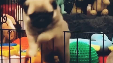 Cutest puppy is playing