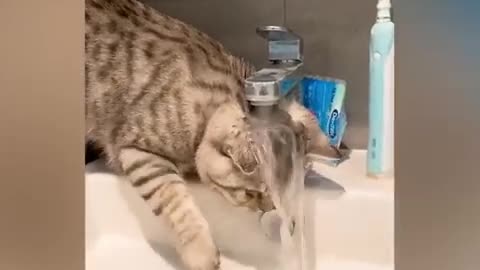 OMG So Cute ♥ Best Funny Cat Videos 2021 #2