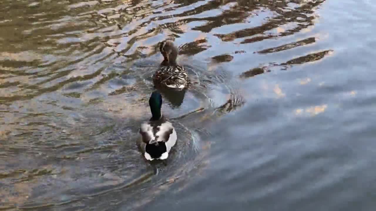 Ducks Water Park Bird Lake Reflection Waterfowl