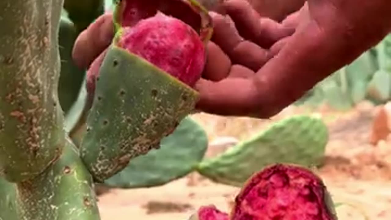 Cactus fruit satisfying #farming #harvesting #