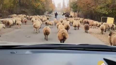 Sheep Dancing