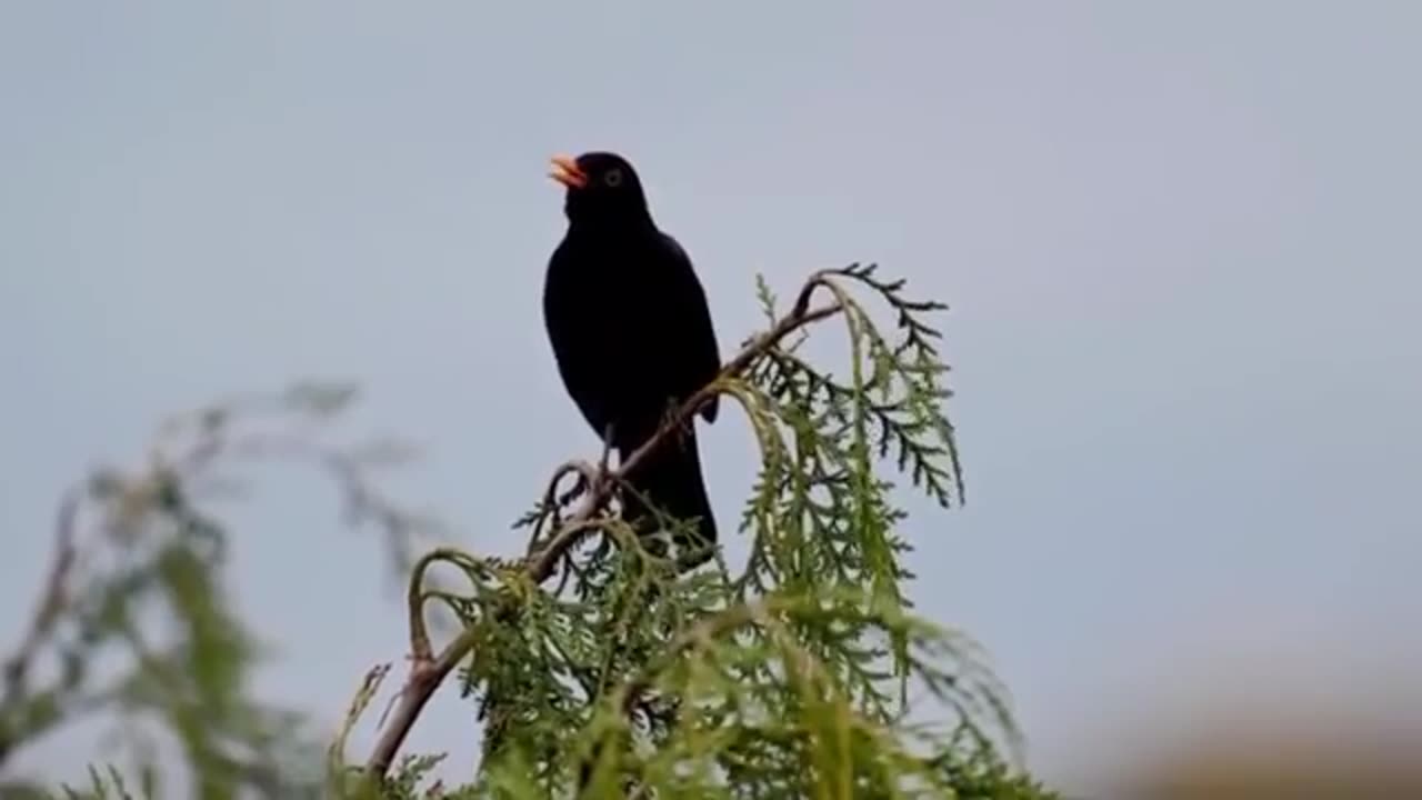 Beautiful bird sound