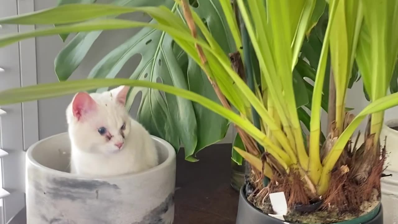 Cat Sprouts From Plant Pot