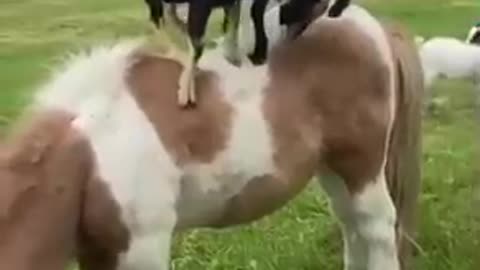 Playful goats