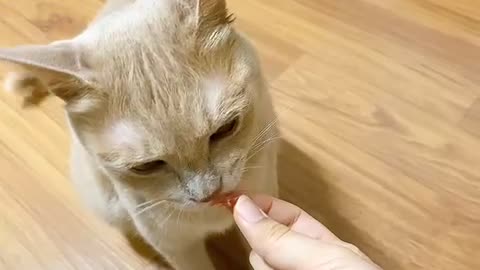 A cat that takes medicine well.