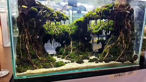 Aquarium design aquascaping Hardscape