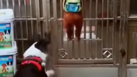 FUNNY DOGS 2021- that will make your DAY BETTER