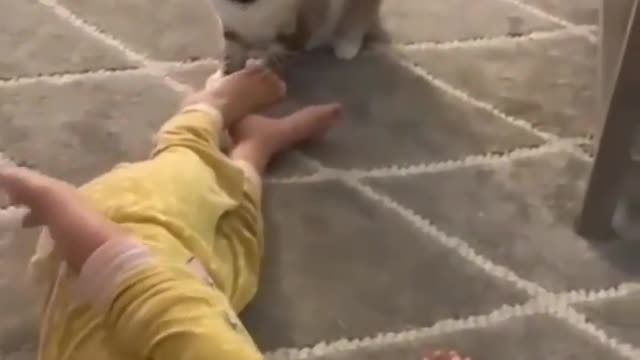 SOMEONE SAVE MY KID | Cat 🐈 fights