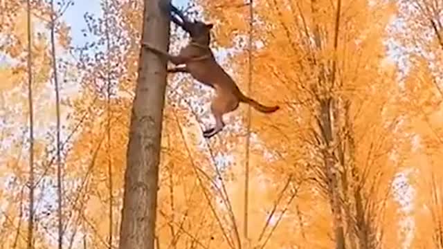 Amazing Malinois Dogs - Super Cute And Very Athletic #Shorts