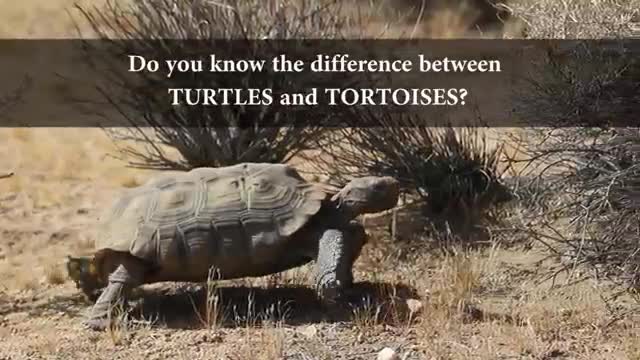 TORTOISE VERSUS TURTLE