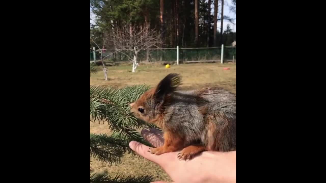 Cute Squirrel Becomes Household Pet