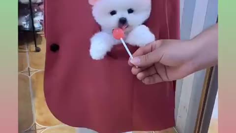 Cute dog video