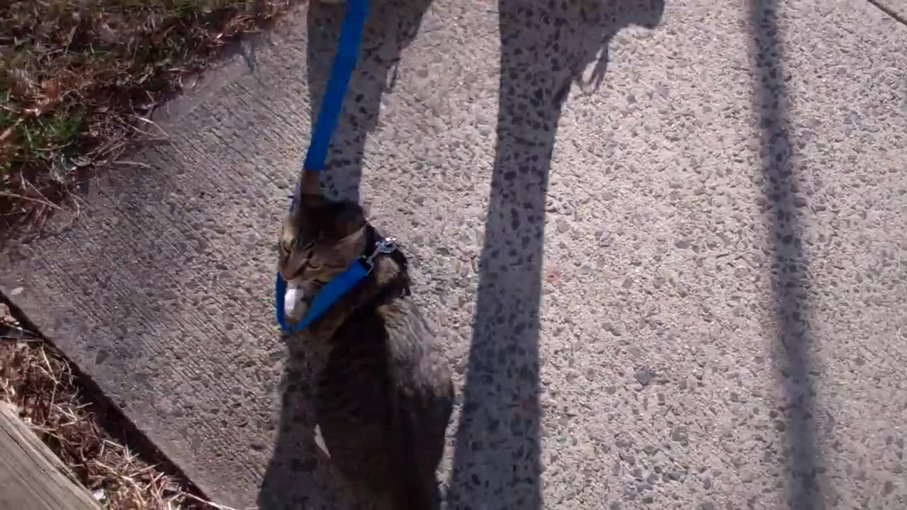 How to train your cat to walk on a leash !