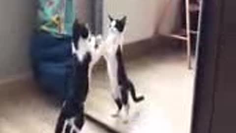 #Funny cat
