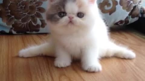 Kitten shows everyone the splits