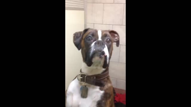 Laugh With Cute Animals 😅 🤣 🤣 🤣 🤣