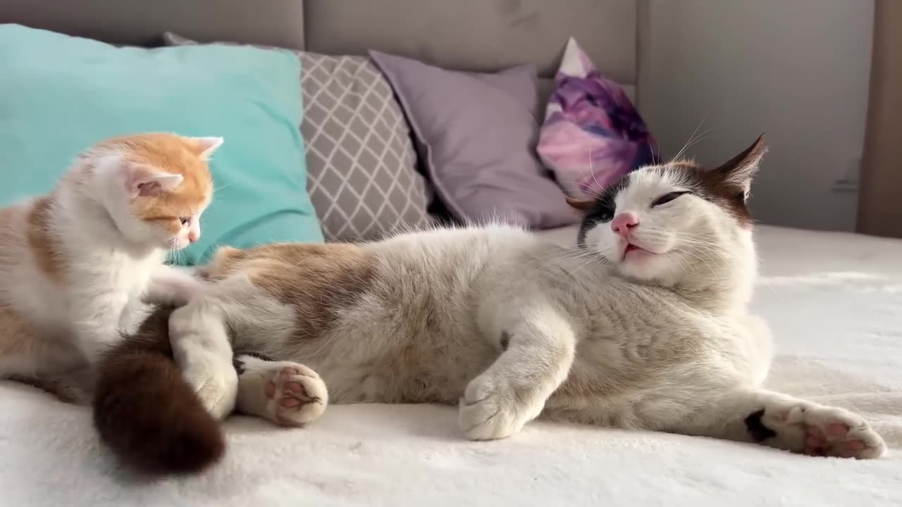 Dad cat ignores Tiny kitten(try not to laugh)