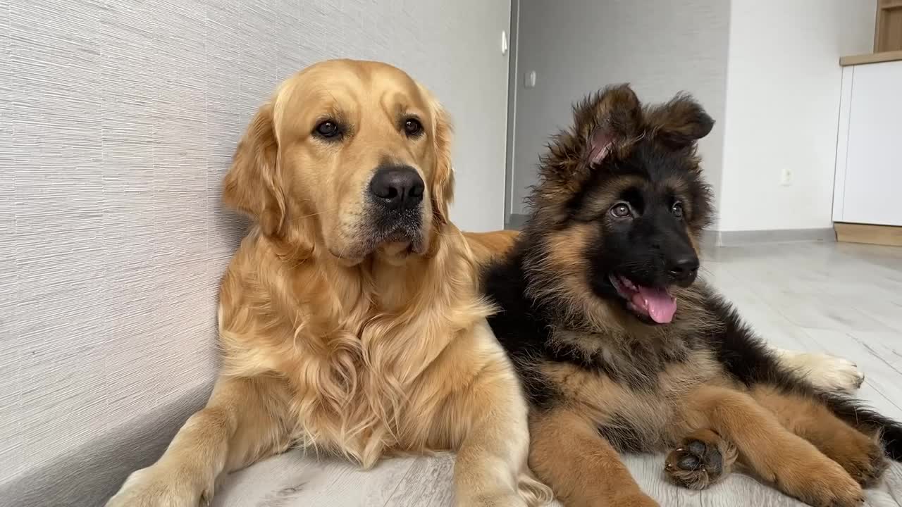 Dog Reviews Sounds with German Shepherd Puppy _