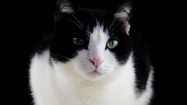 Cat Starring - Amazing Effect - Natural Life