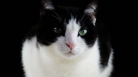 Cat Starring - Amazing Effect - Natural Life