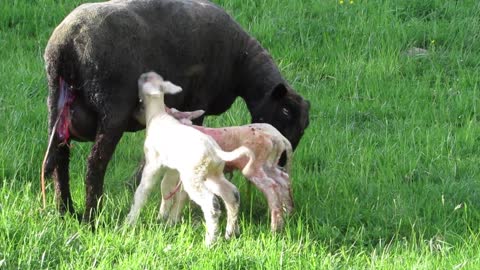 Cute Newly baby quickly stand-up mother eat milk.