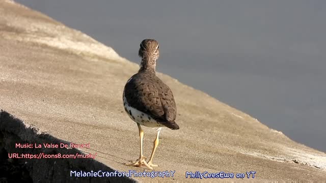 Twerking Bird