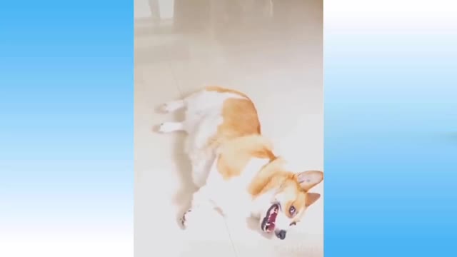 cute and smart dog