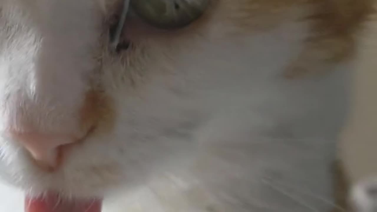 "Feline Frolics: A Symphony of Cuteness"