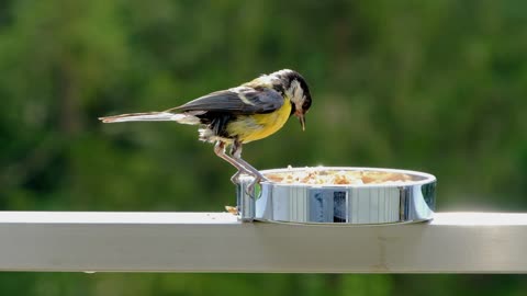 Watch this beautiful bird as it is eating it carefully