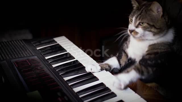 Cat playing piano 🎹