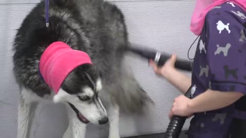 Lunatic Husky swears at me her whole groom