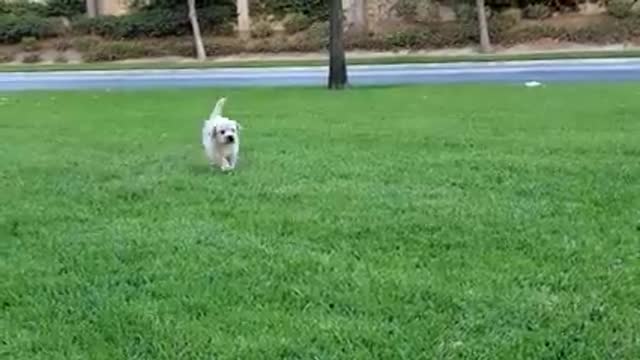 Dog 🐕 videos #26