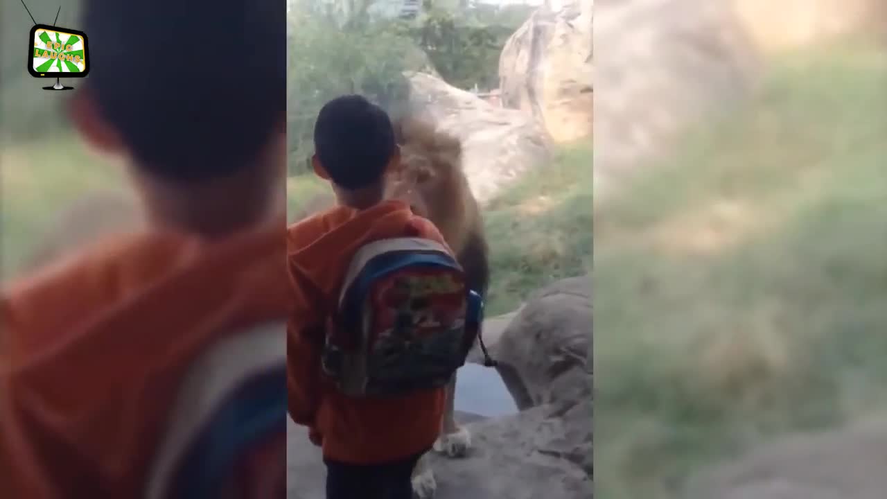 Zoo animal attack