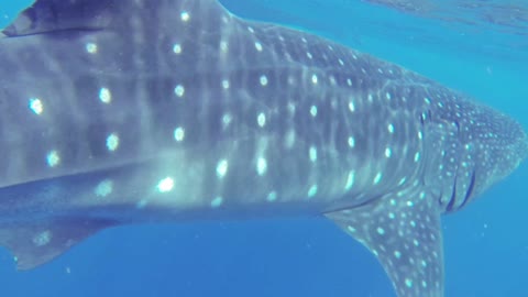 big whale shark too close
