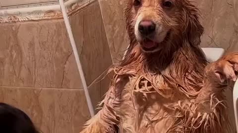 Doggy get shower