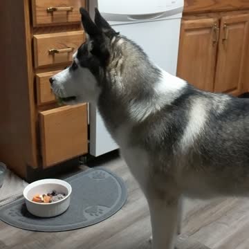 Husky Has Greatest Reaction Ever After Trying Broccoli