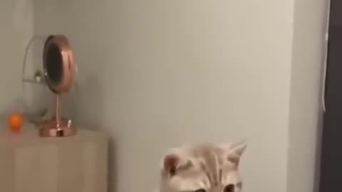 Funny Cat video