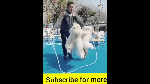 comedy Animal video for dog lover 2022