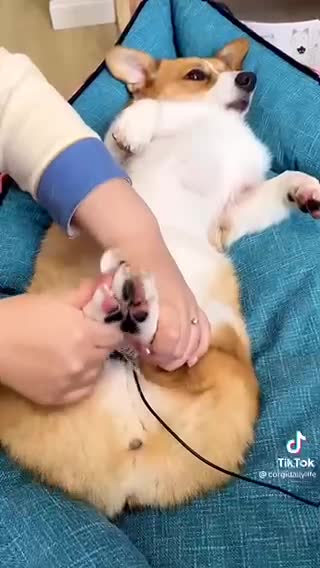 Dog manicures in action