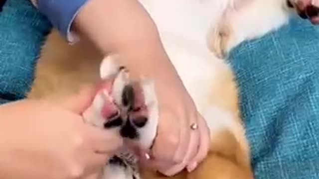 Dog manicures in action