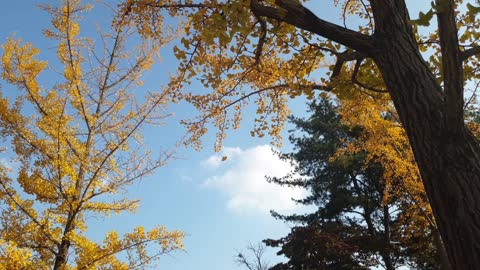 Yellow LEAFS falling down from the Autumn tree